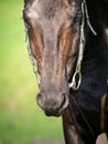 Portrait of black sportive horse close up Royalty Free Stock Photo