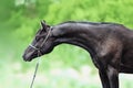 Portrait of a black sports horse in profile