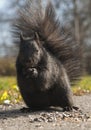 Portrait of Black Squirrel