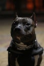 Portrait of a black staffer terrier dog.