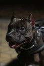 Portrait of a black staffer terrier dog.