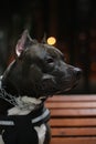 Portrait of a black staffer terrier dog.