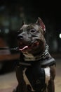 Portrait of a black staffer terrier dog.