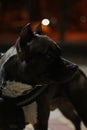 Portrait of a black staffer terrier dog.