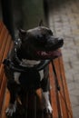 Portrait of a black staffer terrier dog.