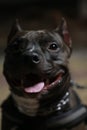 Portrait of a black staffer terrier dog.