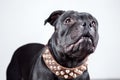 Portrait of black Staffordshire Bull Terrier dog with funny face expression on white background, looking up. Royalty Free Stock Photo