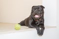 Portrait of black Staffordshire Bull Terrier dog lying down Royalty Free Stock Photo