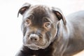 Portrait of a black staffordshire bull terrier puppy