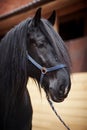 Portrait of a black stallion. Royalty Free Stock Photo