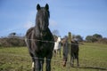 Portrait of black stallion with horses in background Royalty Free Stock Photo