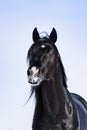 Portrait of a black stallion Royalty Free Stock Photo