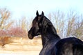 Portrait of a black stallion Royalty Free Stock Photo