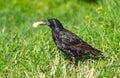 Portrait of a black starling on green grass