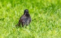 Portrait of a black starling on green grass