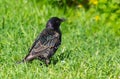 Portrait of a black starling on green grass