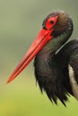 Portrait of the black stork Ciconia nigra with green backround.Large black stork with red beak Royalty Free Stock Photo