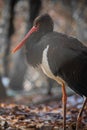 Portrait of black stork with red pointed beak Royalty Free Stock Photo