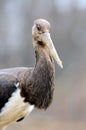 Portrait Black Stork Royalty Free Stock Photo