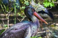 Portrait of a black stork in green Royalty Free Stock Photo