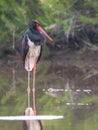 Portrait of Black stork looking for food Royalty Free Stock Photo