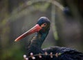 Portrait of a black stork in nature, wild bird Royalty Free Stock Photo