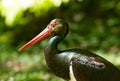 Portrait of a black stork Royalty Free Stock Photo