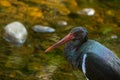 Portrait of a black stork against a backdrop of a colourful stream Royalty Free Stock Photo