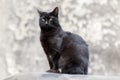 Portrait of black stray cat. Royalty Free Stock Photo