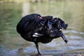 Portrait of a black swan cleaning it's feathers Royalty Free Stock Photo