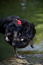 Portrait of a black swan cleaning it's feathers