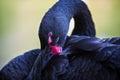 Portrait of a black swan cleaning it's feathers Royalty Free Stock Photo