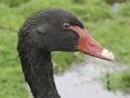 Portrait of a Black Swan in closeup Royalty Free Stock Photo