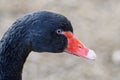 Portrait of black swan Cygnus atratus Royalty Free Stock Photo