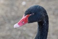 Portrait of black swan Cygnus atratus Royalty Free Stock Photo