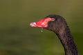 Portrait of the Black swan. Cygnus atratus. CLose Up Royalty Free Stock Photo