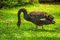 The portrait of Black swan Royalty Free Stock Photo