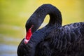 Portrait of a black swan with red beak