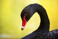 Portrait of a black swan with red beak Royalty Free Stock Photo