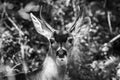 Portrait of Black tailed deer in the forests of Santa Cruz mountains, San Francisco Bay area, California; black and white