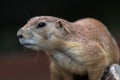 Portrait of a Black-tailed Prairie Dog Royalty Free Stock Photo