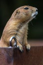 Portrait of a Black-tailed Prairie Dog Royalty Free Stock Photo