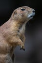 Portrait of a Black-tailed Prairie Dog Royalty Free Stock Photo