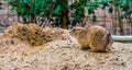 Portrait of a black tailed prairie dog, tropical rodent from America Royalty Free Stock Photo