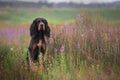 Portrait of Black and tan setter gordon dog sitting in the field in summer