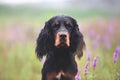 portrait of Black and tan setter gordon dog sitting in the violet flowers field in summer Royalty Free Stock Photo