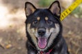 Portrait of a black and tan Shiba Inu Royalty Free Stock Photo