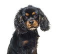 Portrait of a Black and tan Young Cavalier King Charles Spaniel Royalty Free Stock Photo