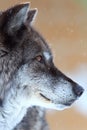 Portrait of a black timber wolf