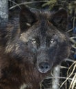 Portrait of black timber wolf Royalty Free Stock Photo